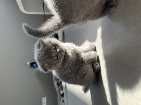 Hallo wir verkaufen unsere kleinen BKH Kätzchen, diese