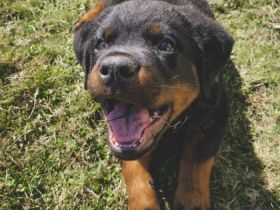 Unser Welpe sucht ein neues zu Hause. 1 Rüde würde sich