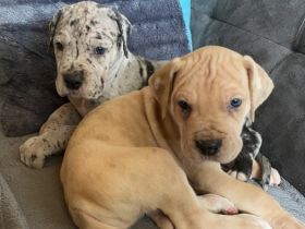 Wir kleinen Deutschen Doggen Kinder (Reinrassig)