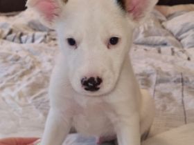 Es ist eine Rüde der12 Wochen alt sind. Er ist sehr