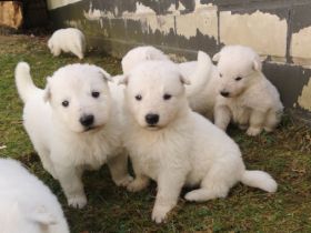 Wir haben Welpen von unserer Yuma von dem weissen Golde