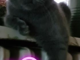 Hallo, KatzenLiebhaber Unsere Wunderschöne Reinrassige