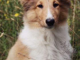 Wir erwarten Ende April unseren ersten Collie Wurf,