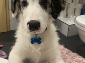 Romeo, Border Collie