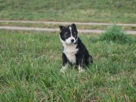 Am 08.02.2022 erblickten 5 kleine Laikawelpen die Welt.