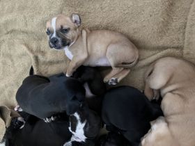 Am 07.03.2022 sind unsere acht wunderschönen Welpen auf