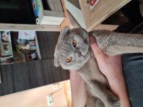 BKH, Wir suchen ein neues Zuhause für unseren Kater Er