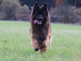 Deckrüde Ben vom Urdonautal