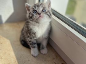 Hallo ihr lieben, wir haben 4 wunderschöne Kitten am 24