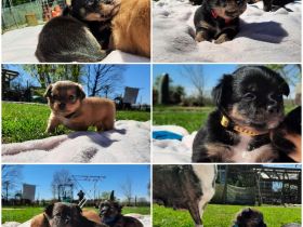 Am 22.03.2022 hat unsere Sura 6 Süße Welpen geboren. Es