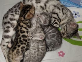Vier Katzen-Babys suchen ein neues Zuhause! Sie wurden