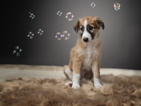 Wir sind Hobbyzüchter der Rasse Silken Windsprite und