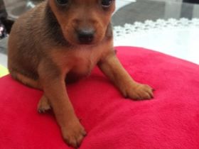 3 kleine, verspielte Familien freundlichen Welpen