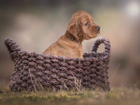 Aus einer wunderschönen Verpaarung, haben wir noch eine