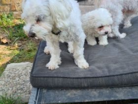 Unsere hundedame hat ein wunderschönes Mädel zur Welt