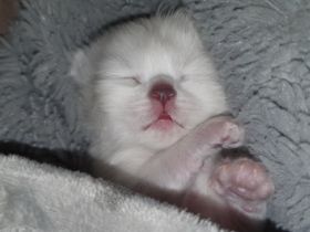 Heilige Birma Kitten wir haben wunderschöne süße