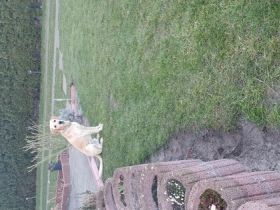 Wir suchen für Lennox eine neue Familie, oder ein