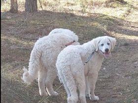 Bran und Bärchen, Wir haben 2 traumhaft kräftige und