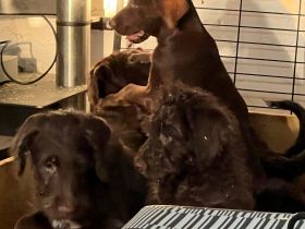 Meine Labradoodle Lady hat total schnuckelige Welpen