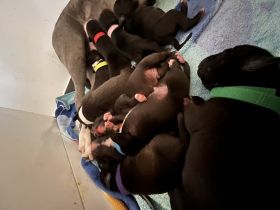 Unsere Nala hat heute 10 wunderschöne kerngesunde