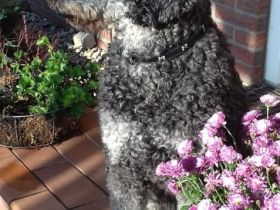 Wir haben wunderschöne Goldendoodle Welpen, die nich