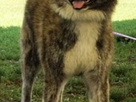 eine der besten Verpaarungen zur Zeit in Deutschland.