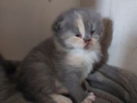 Die kleinen sind am 18.3. 22 geboren und ab dem 4.6.22