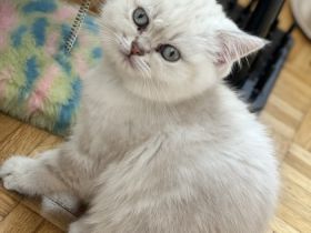 Hallo meine Verspielten gesunde reinrassige BKH-Kitten