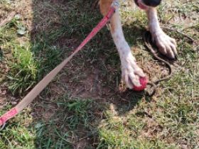 Luna, 3 Jahre alt, nicht sterilisiert, entwurmt,