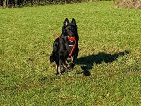 8 Wurf, nur noch 1 frei! *Sahnestückchen* Rarität! Nach