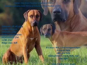 Letsatsi of Zazu´s Legacy © by Eko Patou