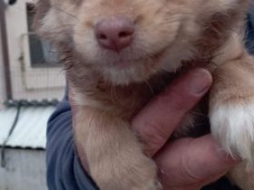 Liebe Hundeinteressenten, der Kleine Fin sucht seine