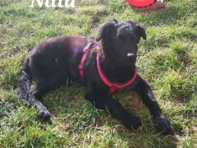 Unsere Hündin Nala hat am 16.03.2022, 6 süße Welpen zur