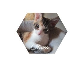 Wir sind Olivia & Nia, German Rexe und sind am 09.03