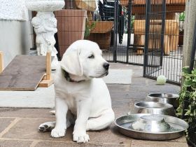 Labrador Welpen weiß aus der Showlinie mit Papiere.