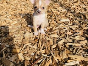 Wir haben noch 2 wunderschöne kleine reinrassige