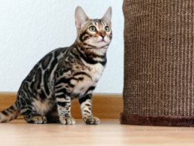 Wunderschöne Bengalkatze sucht liebevolles neues zu
