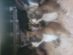 Abgabebereit !!!!!!! Hallo liebe Bulli-Liebhaber.