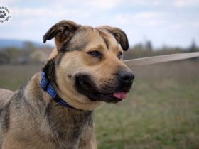 WILSON, große sportliche Hündin sucht viele neue Aufgaben