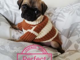 !!! 3 Welpen schon reserviert!!! Wunderschöne Retro