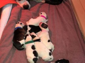 Unsere american bulldog hat am 11.03. 8 welpen zur Welt