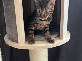 Wir haben kleine Leoparden abzugeben. Wir sind eine