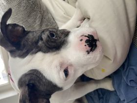 American Bully, Welpen