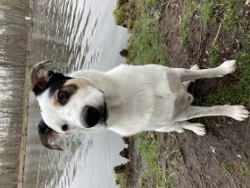 Hallo, der Simba ist ein verschmuster,