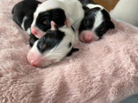 Australian Shepherd, Welpen