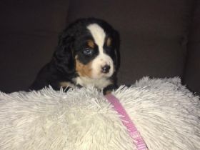 Hallo, in unseren Heimatzwinger wurden fünf Madchen