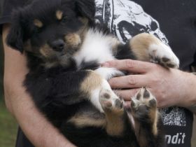 Süße Aussie Welpen suchen ein Zuhause. Aus unseren Wurf