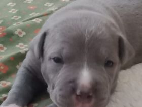 Unsere Hündin hat am 24.03.22 tolle Amstaff blueline