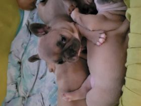 5 süße kleine Mädels suchen ab dem 28.04.2022 ein neues