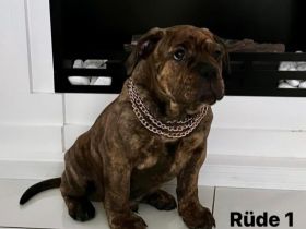 Nach der einzigartigen Verpaarung des Rüden Amigo &